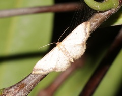 Idaea impexa