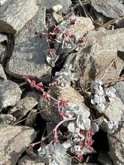 Eriogonum saxatile