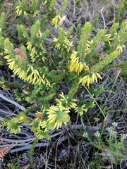 Erica coccinea