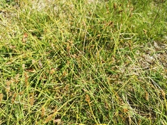 Carex lachenalii