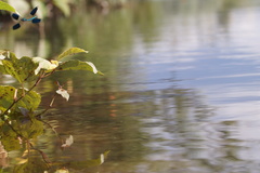Calopteryx splendens
