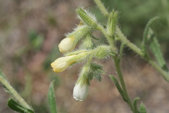 Onosma stellulata
