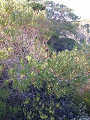 Erica coccinea