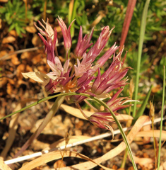 Allium crenulatum