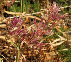 Allium crenulatum