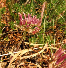 Allium crenulatum