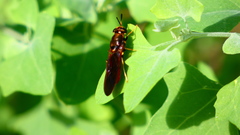 Hermetia concinna