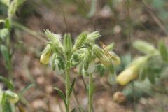 Onosma stellulata
