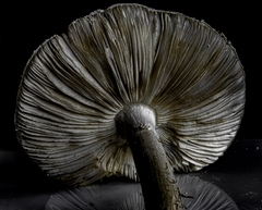 Amanita strobiliformis