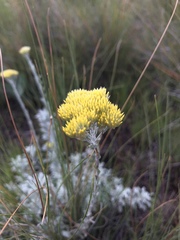 Helichrysum callicomum