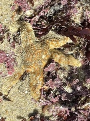 Evasterias troschelii