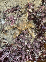 Evasterias troschelii