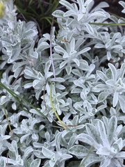 Helichrysum callicomum