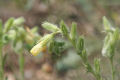 Onosma stellulata