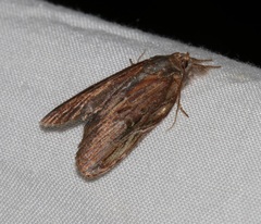 Lamprothripa scotia