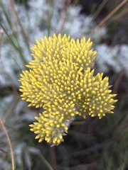 Helichrysum callicomum