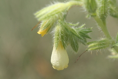 Onosma stellulata