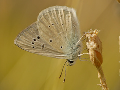 Polyommatus dolus
