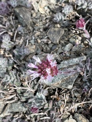 Monardella australis cinerea