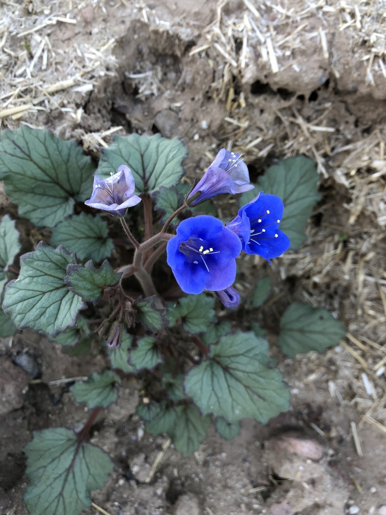 desert bluebells