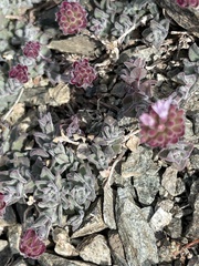 Monardella australis cinerea
