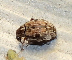 Algarobius bottimeri