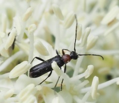 Grammoptera haematites