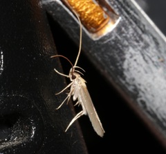 Tegenocharis tenebrans