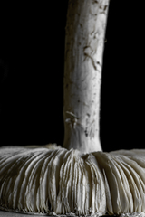 Amanita strobiliformis