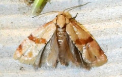 Cochylis caulocatax