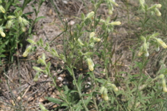 Onosma stellulata