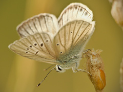 Polyommatus dolus