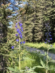 Delphinium cultorum