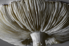 Amanita strobiliformis