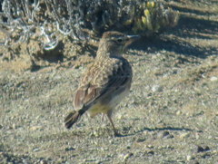 Galerida magnirostris sedentaria