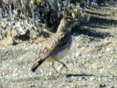 Galerida magnirostris sedentaria