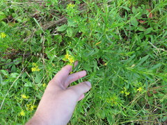 Hypericum densiflorum