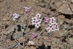 Homalocarpus dichotomus