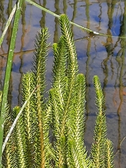 Hippuris vulgaris