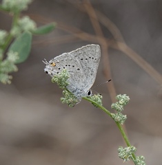 Satyrium sylvinus