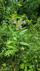 Impatiens glandulifera