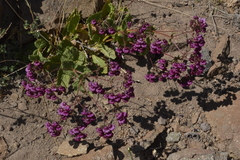 Calceolaria purpurea