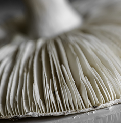 Amanita strobiliformis