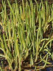 Hippuris vulgaris