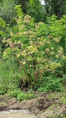 Angelica archangelica