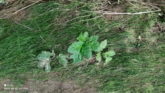 Heracleum sosnowskyi