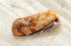 Cochylis bucera