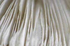 Amanita strobiliformis