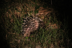 Hystrix brachyura