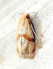 Cochylis caulocatax